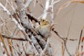 Le Conte's Sparrow